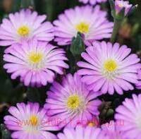  Jewel of Desert Rosequartz 6