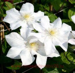  Madame Le Coultre 42