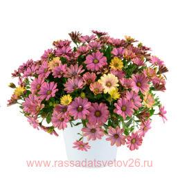 ������������ ��������� Osticade Twilight Moon 74