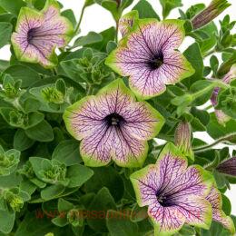  TEA PURPLE VEIN GREEN EDGE 19