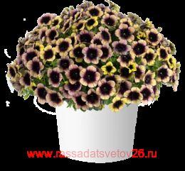 ������� RAY Shadow 79