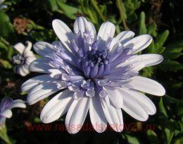   Flower Power 3D Steel Blue 63