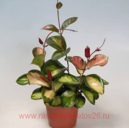���� Hoya Carnosa Tricolor 27