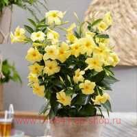  mandevilla sundaville lemon 16