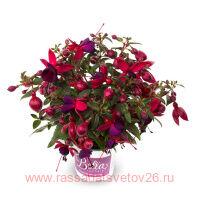  BELLA FUCHSIA&#174; SOILA 4