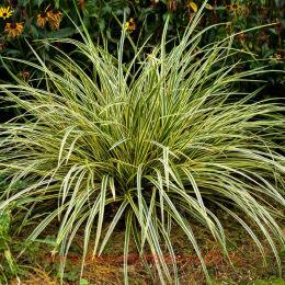 ����� ������ Variegata 12