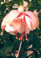  Jollies La Grande Jurancon