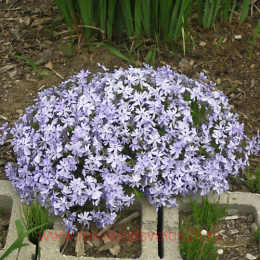   ..  (G.F. Wilson) 18