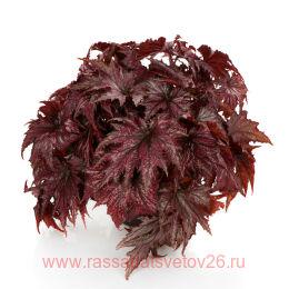  - SPACESTARS RANA 17