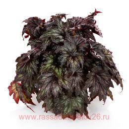  - SPACESTARS SYRMA&#8471; 18