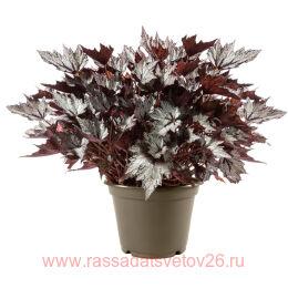  - BEWITCHED WHITE 27