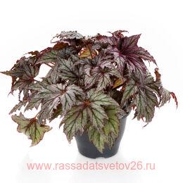  - SPACESTARS MAIA IMPR(R) 16