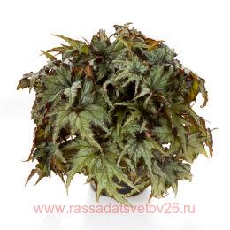   - SPACESTARS REX IZAR 20