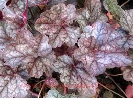  Swirling Fantasy 222