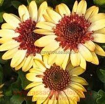  Flower Power 3D Banana Shake 28