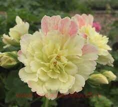   Rushmoor Zambezi 293