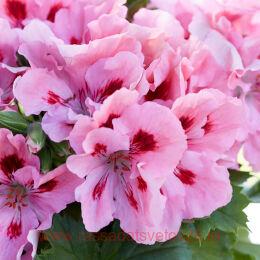   Elegance Fenna&#8471; 10