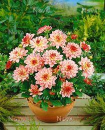  Gallery  Salvador 33