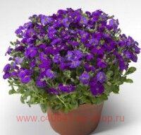  AUDREY DEEP BLUE SHADES 5