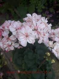 ���������� �������� ��- ������ 299