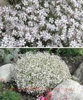   Festival White Flare