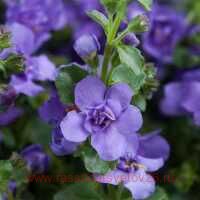  SCOPIA&#174; 	DOUBLE Indigo Blue 5