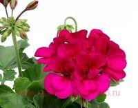 ���������� ���������� Puro Purple 208