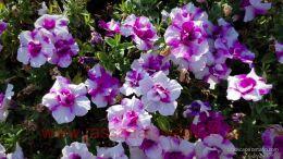  Origami Pinkerbelle 29