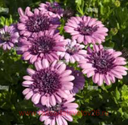 ������������ Flower Power 3D Pink 2