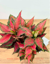��������� Aglaonema Red Valentine 2