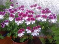   pac&#174; Angeleyes&#174; Bicolor 2