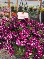  SURPRISE SPARKLING magenta 74