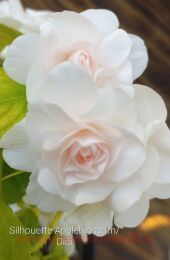   Didi Appleblossom 15