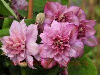 �������� Innocent Glance PBR 30