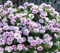  Origami Lavender Touch 126