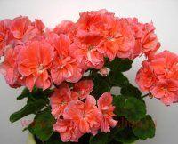 ���������� �������� Bold Magic 169