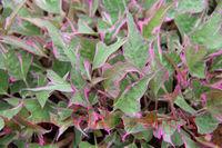   Multicoloured Papas 2