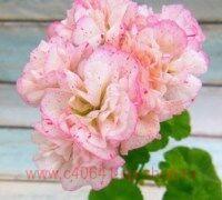 ���������� �������� ELNARYDS LADY MOLLY 0