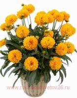   SOLANNA GOLDEN SPHERE 1