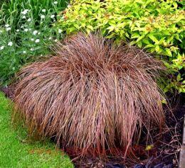   Milk Chocolate ( ) 69