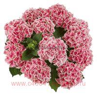   &quot;Saxon Candy Heart Pink&quot; 2