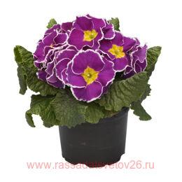  SPECIALS SPARKLY LAVENDER 60