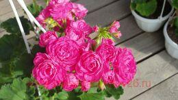 ���������� �������� ����� 302