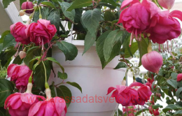  Annick Dewispelaere 59