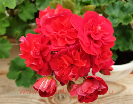 ���������� ��� ���������