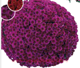 ���������� Vent du Rhone Cassis 17