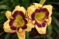  Hemerocallis Calico Jack 12