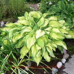  Albopicta fortunei 25