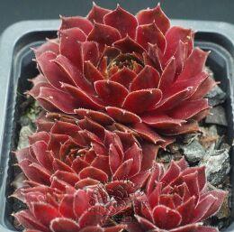 �������� Red Beam 1