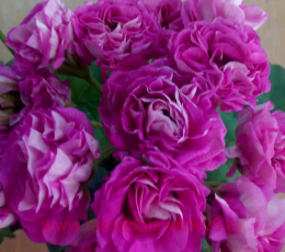 ���������� 1 �-�������� 313